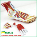 MUSCLE12 (12036) Modelo de anatomia do músculo plantar do pé humano em 3 peças 12036